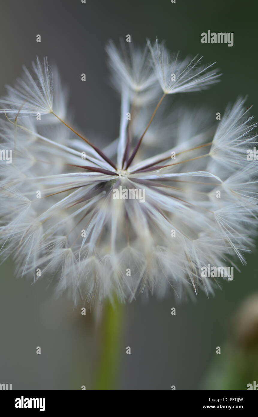 Una metà parte di una meravigliosa tarassaco, in attesa di vento per volare lontano, in tutto il mondo alla nato in un luogo diverso Foto Stock
