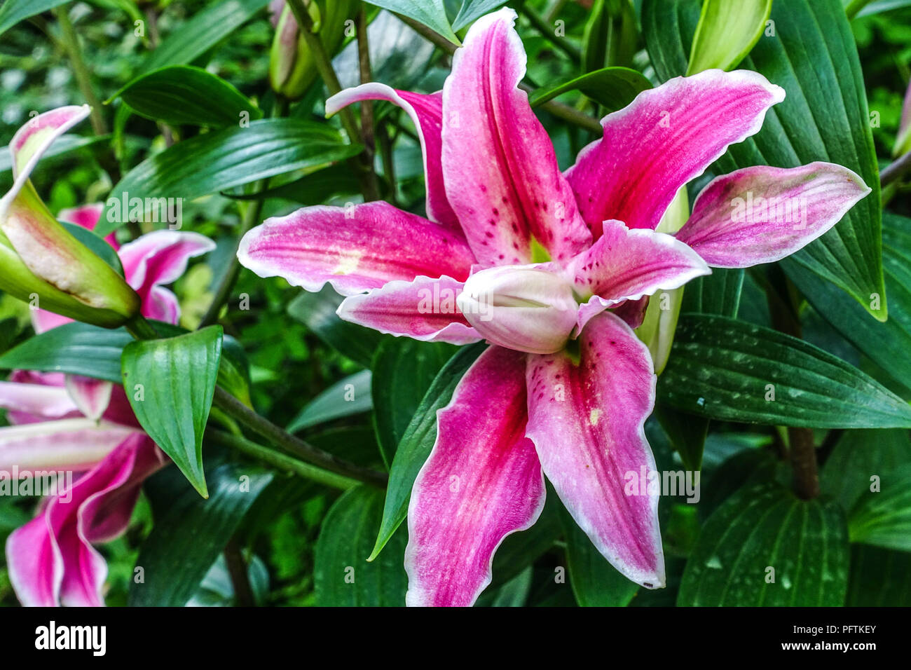 Oriental lily, Lilium ' tamburo distanti ', gigli orientali Foto Stock