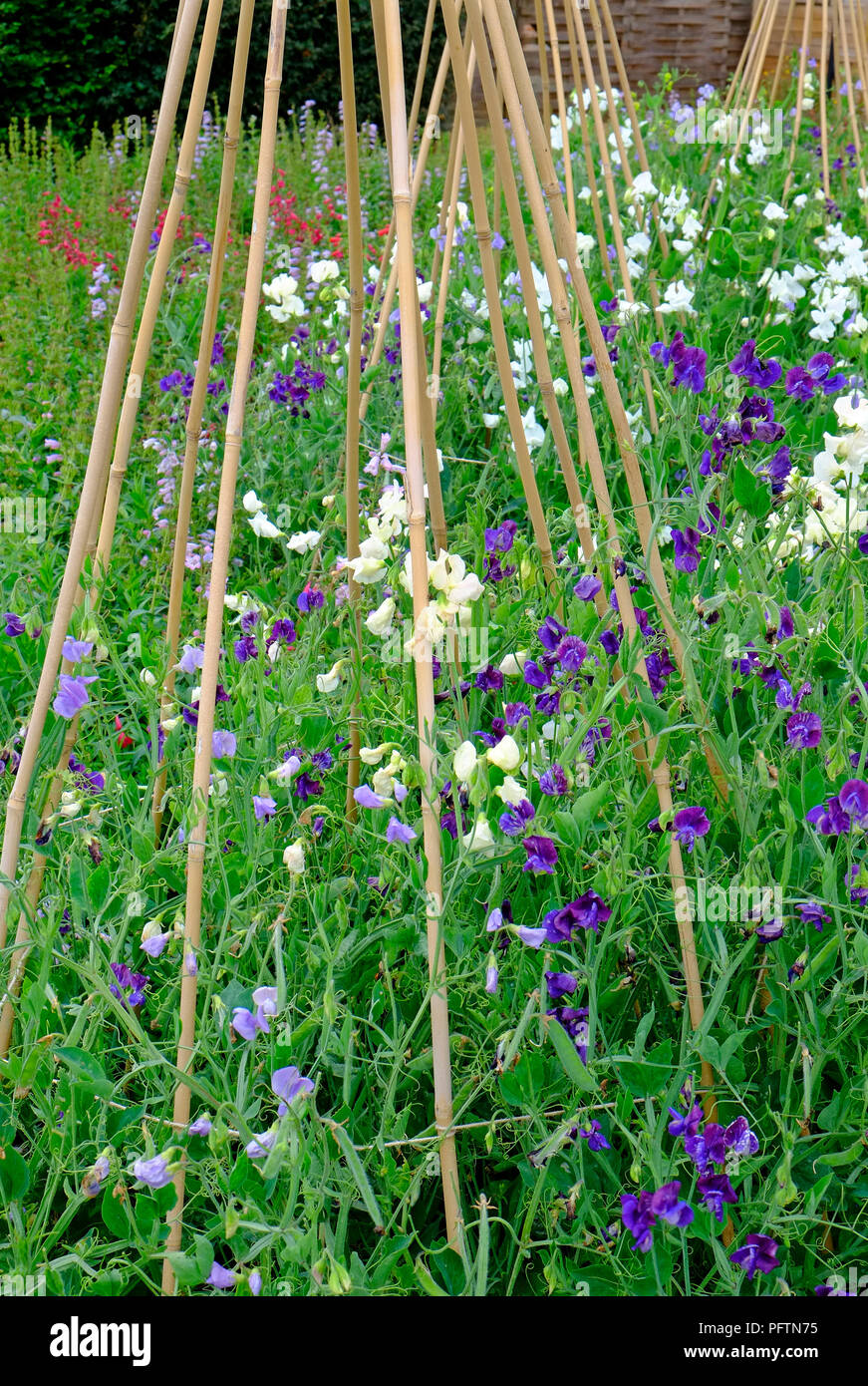 Pisello dolce e fiori che crescono sul giardino il supporto di canna, Norfolk, Inghilterra Foto Stock
