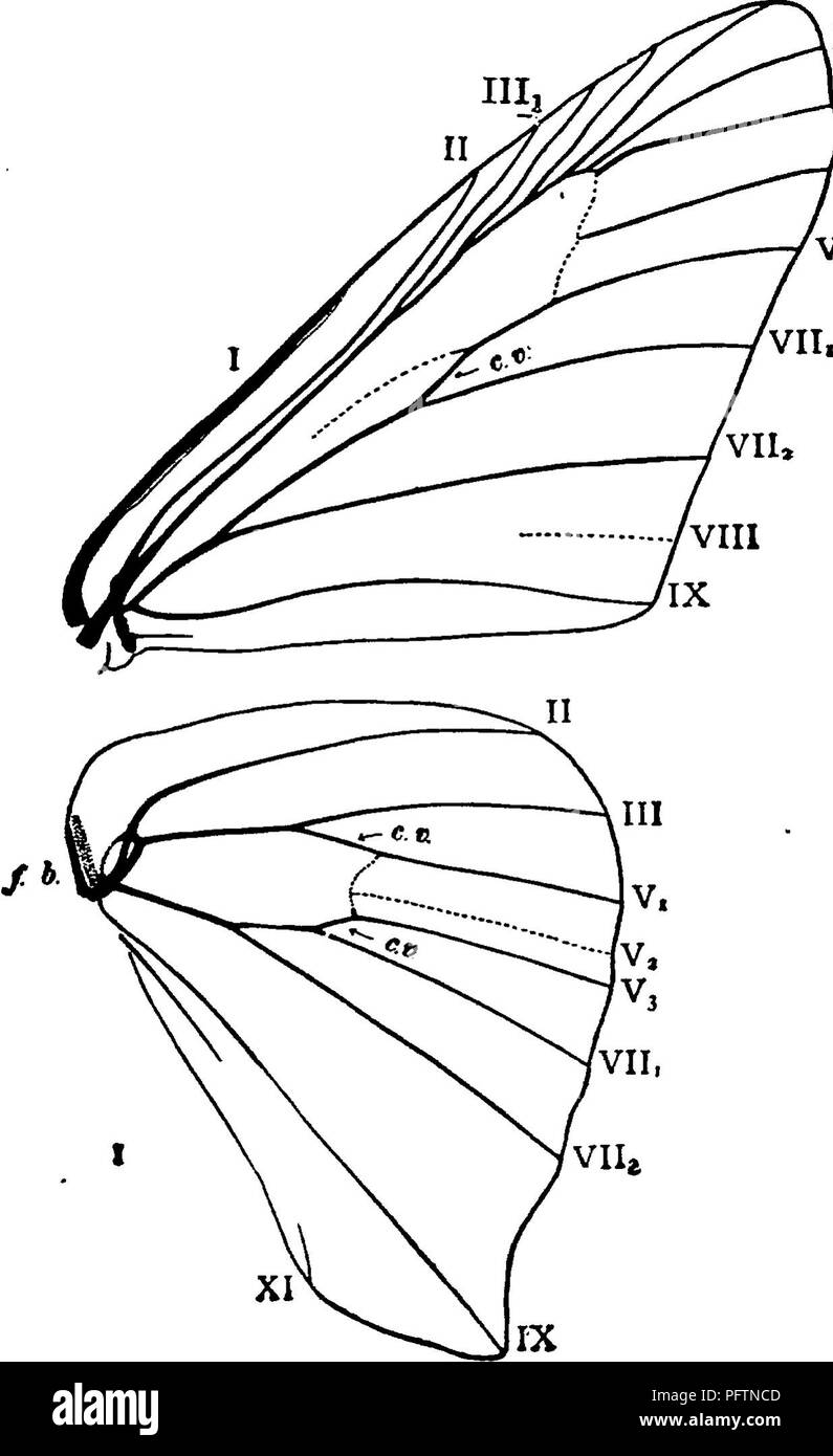 . Un manuale per lo studio degli insetti. Gli insetti. 364 LO STUDIO DEGLI INSETTI. morire di ciascuna ala è presente una banda di pallido refilato con andamento a zig-zag, marrone scuro linee. La larva vive su apple, ciliegio, rovere, betulla, acero e ceneri. Quando cresciuto che misure due pollici e mezzo di lunghezza e un mezzo pollice di larghezza. Il lato superiore è grigio ardesia, chiazzato di nero con due trasversali scarlatto. bande, uno sulla seconda e sulla terza segmenti toracica. Vi è una macchia nera in corrispondenza di ciascuna estremità e al centro di ciascuna di queste bande. La larva è trovato durante i mesi di luglio e agosto. Si è detto che i bozzoli vengono a Foto Stock