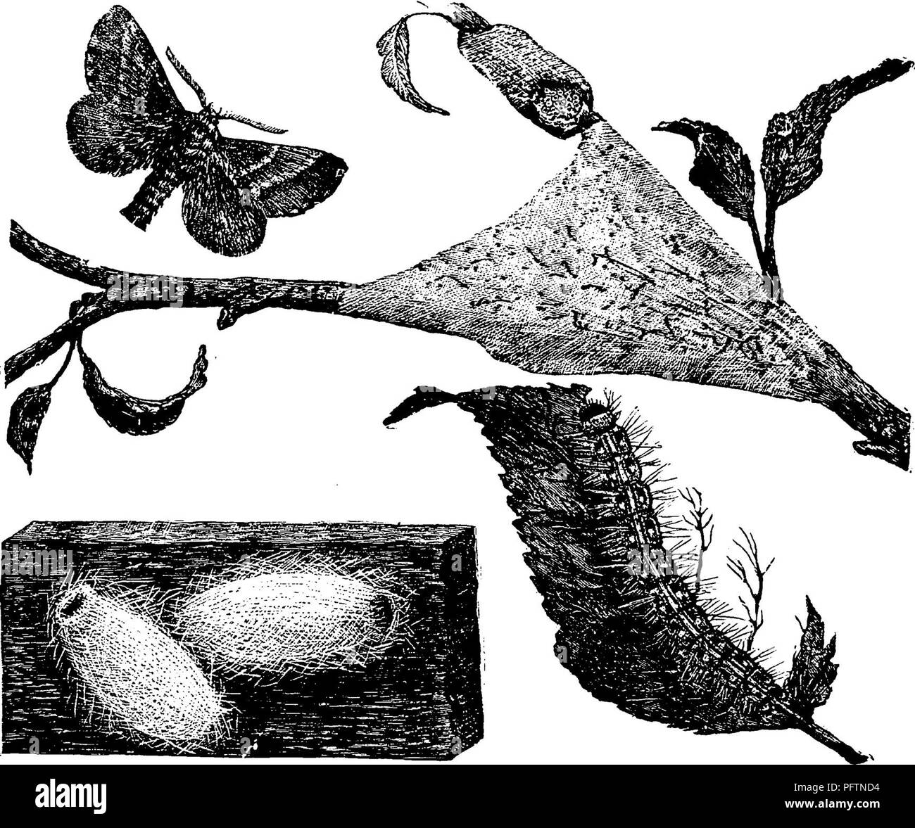 . Un manuale per lo studio degli insetti. Gli insetti. I Lepidotteri. 361 alleato larve subito dopo la schiusa migrare verso il basso del ramo verso il tronco dell'albero fino a quando una forchetta di notevoli dimensioni viene raggiunto prima di cominciare il loro tenda. Questo è neces- sario, come il completamento della tenda spesso misura due metri o di lunghezza superiore. Le larve si lasciano il nido quotidianamente al fine di alimentare ; e spin a silken thread ovunque si trovino. Le larve essere-. Fig. 442.-Clisioca}n-pa americann, uova, la quaresima, larva, Bozzoli, e adulto. Venite full cresciuto nei primi giorni di giugno ; uno di essi è rappresentato in una vista parzialmente mangiato foglia nella figura. Wh Foto Stock