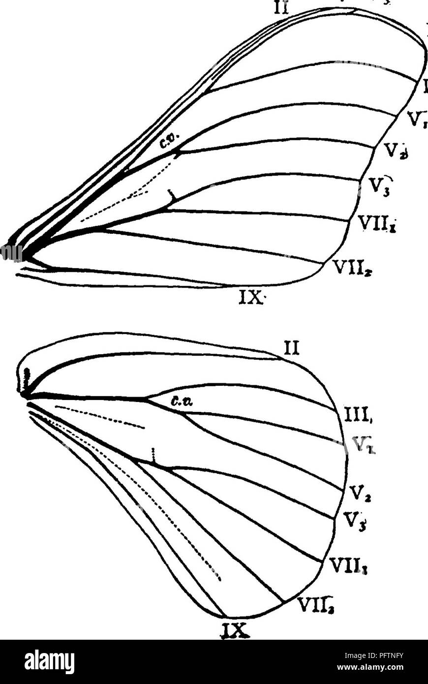 . Un manuale per lo studio degli insetti. Gli insetti. 350 lo studio degli insetti. Tir. nij famiglia SATaRNllD^ (SAT-ur-ni'i-dae). Il Gigante bachi da seta, le grandi dimensioni dei membri della Saturniidae, e la facilità con cui i bozzoli della maggior parte delle specie possono essere raccolti, li rendono ben noto ad ogni principiante nello studio di entomologia. La famiglia include la nostra più grande lepi- dopterous insetti; e tutte le specie note per noi sono al di sopra di medie dimensioni. Essi sono stout corposo, hairy falene, con più o meno sunken teste, e forte, ali larghe. Esse possono essere distinte dal Citheroniidae, alcuni di Foto Stock