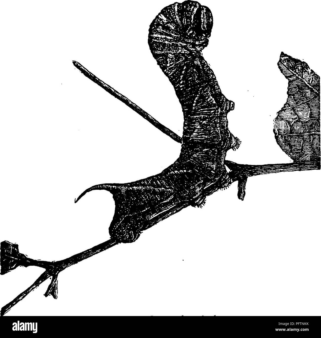 . Un manuale per lo studio degli insetti. Insetti. il2 lo studio degli insetti. rigida e immobile per ore. Quando in questo atteggiamento che sono chiamati ad assomigliare alla sfinge egizia e così il tipico genere è stato chiamato Sphinx e la famiglia Sphingidae. Ma pensiamo che meritano il nome indipendentemente delle loro abitudini a causa dell'indovinello essi sostengono costantemente a noi per quanto riguarda il motivo per il quale essi indossare questo avvisatore acustico sulla parte di estremità posteriore del corpo anziché sulla testa, dove dovrebbe essere per essere del. Fig 408.-Sphinx chersis^ larva. Qualsiasi uso di qualsiasi cosa come un avvisatore acustico. Questi bruchi sono generalmente di qualche ombra di g Foto Stock