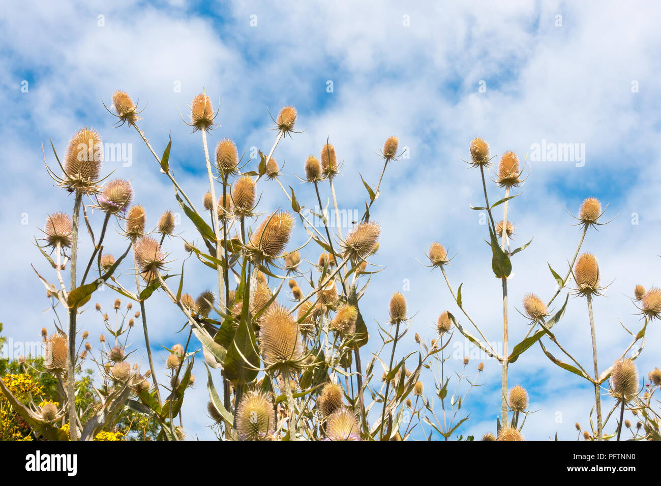 Primo piano della wild teasel dipsacus fullonum, con il cielo in background. Foto Stock