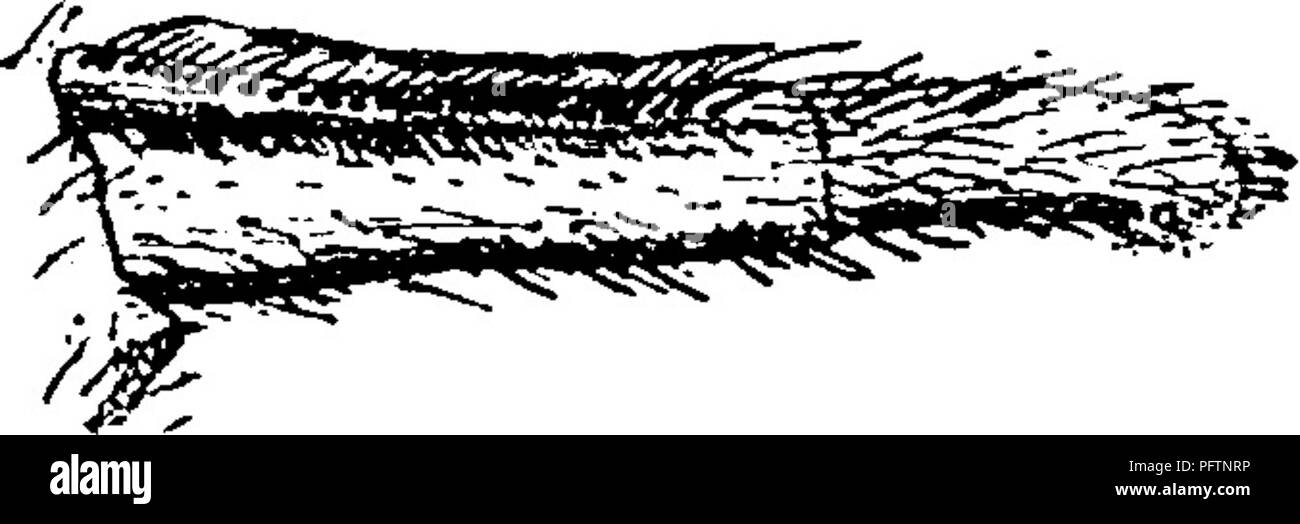 . Un manuale per lo studio degli insetti. Gli insetti. Fig. 21.-filiere di un ragno Dictynid. La coppia centrale di filiere sono costitui- cealed dalla prima coppia, c, cribellum.. Fig. 22.-Ultime due Si^gments della zampa posteriore del ragno^ mostra- ing calamistrum,. ragni. Essi hanno di fronte la solita filiere un ulteriore organo che è chiamato il cribellum (cri-berium) (Fig. 21). Questo porta la filatura-tubetti come gli altri spinner- ste, ma questi tubi sono molto più sottili. Queste ragni hanno anche sul metatarso delle zampe posteriori uno o due file di forma curva spine: Questo organo è il calamistrum (cal-un-mis'trum) (Fig Foto Stock