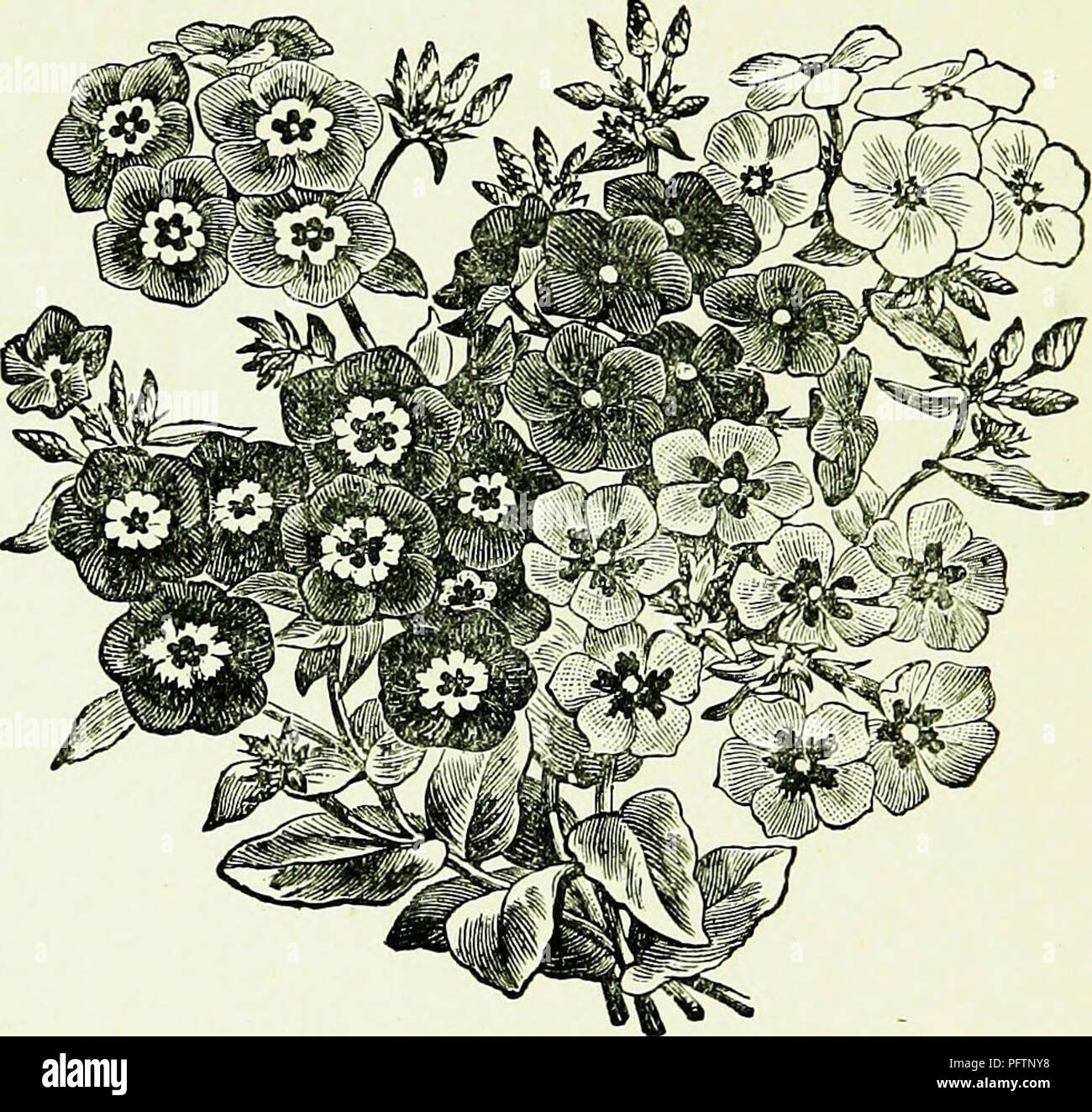 . L'illustrato Australasian bee manuale e guida completa alla moderna cultura delle api nell'emisfero meridionale. Con questo è incorporata la "Nuova Zelanda bee manuale" fortemente ingrandita, rivisto e in gran parte riscritto. Le api. Annunci pubblicitari. YATES' affidabile semi -o £  OS CJD "CD o CD co CD H-• 03. -5   CiJ GO CD CD può essere acquistato dal suo deposito, 46 Victoria Street, o dai suoi agenti in tutta la Nuova Zelanda. Semi di ortaggi, 6d. per ogni pacchetto. Semi di fiori, ordinaria, 3d. per ogni pacchetto. Semi di fiori, extra scelta, 6d. a 2s. 6d. per ogni pacchetto. Yates' semi sono salvati con cautela dalla BES Foto Stock