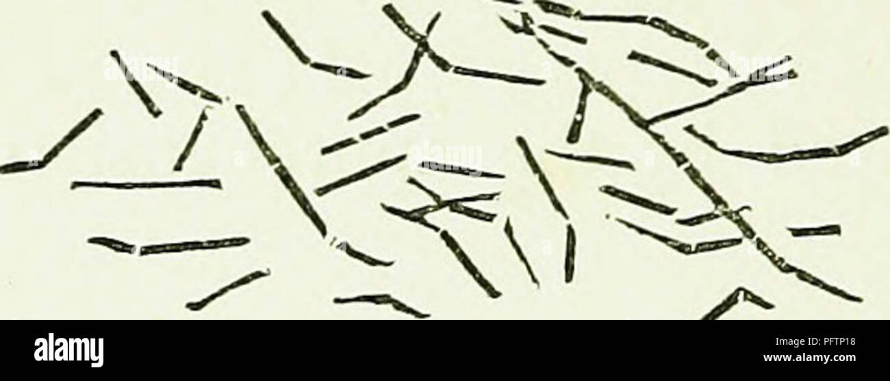 . L'illustrato Australasian bee manuale e guida completa alla moderna cultura delle api nell'emisfero meridionale. Con questo è incorporata la "Nuova Zelanda bee manuale" fortemente ingrandita, rivisto e in gran parte riscritto. Le api. IQO AUSTRALASIAN. ities di forma e circa per misurare la dimensione di ^liese organismi, ancora tliey sono così minuto, che, come calcolato dal Sig. Cheshire, mille milioni possono essere contenute in una larva di un ape, e delle spore o semi, come molti come un centinaio di â milioni in bee di uovo, che di per sé è solo un quattordicesimo di un pollice di lunghezza e one-sevent Foto Stock