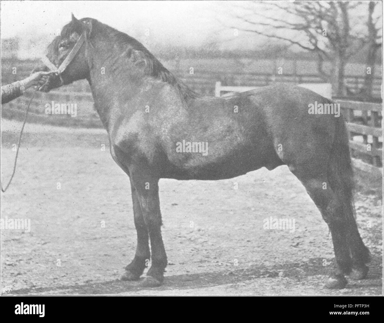 cavalli shetland - 8 Punti del cavallo; un trattato sulla conformazione, movimenti, razze e di evoluzione del cavallo. I cavalli. C. Reid, Wishazv. Fig. 357.-Signore Londonderry il pony Shetland Laird di Noss C Reid, IVishainK