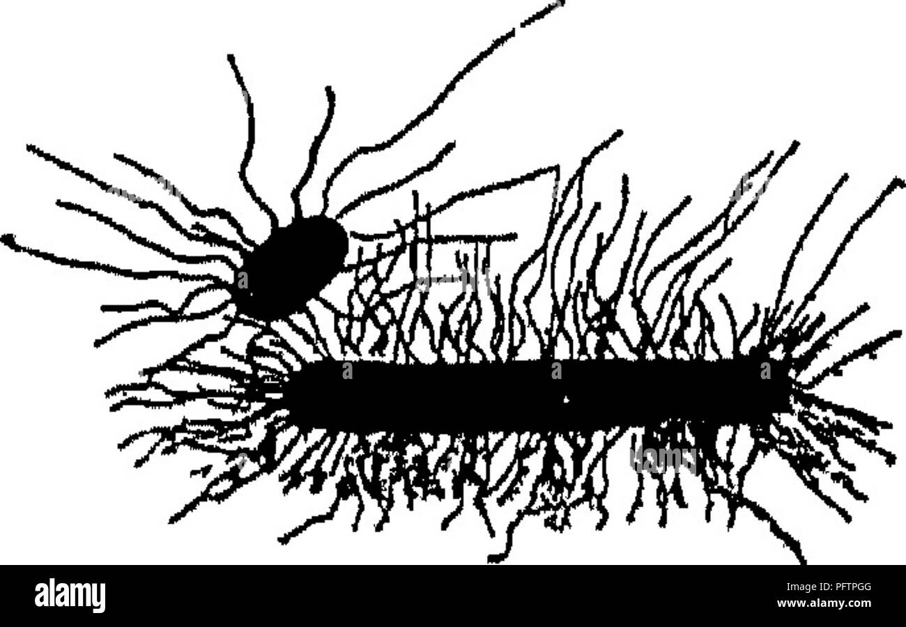 . Agricolo di batteriologia; uno studio del rapporto di germe di vita la fattoria, con esperimenti di laboratorio per gli studenti, i microrganismi di suolo, fertilizzanti, liquame, acqua, prodotti lattiero-caseari, dei vari prodotti di fattoria e di malattie di animali e piante. Batteriologia, agricolo. 58 azoto. OE di decomposizione dei composti azotati prodotti fabbricati in assenza di ossigeno sono diverse da quelle prodotte in sua presenza, poiché i primi sono più suscettibili di essere di una natura velenosa. Questi batteri di decomposizione si verificano praticamente ovunque nella natura-^in aria in tutti i corpi di acqua, e Foto Stock