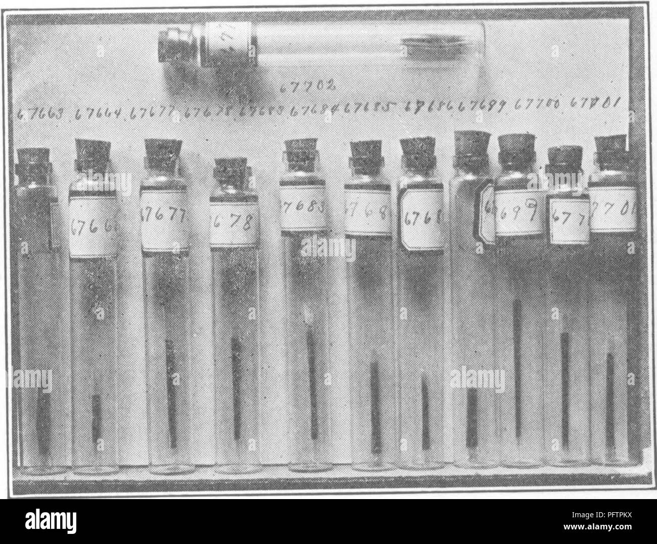 . I batteri in relazione alla fertilità del suolo. Microbiologia del suolo; batteriologia, agricolo. 2o6 batteri e la fertilità del suolo. Veleni metallici.-rame, piombo e arsenico a volte si verificano naturalmente in modo nativo il suolo agricolo e a volte vengono aggiunte a suoli da spruzzi e da fonderia fumi. Quindi la questione nat- urally nasce come per l'influenza che essi stanno andando avere sulla microflora del terreno. È inoltre di economica impor- tanza come qualsiasi fattore che modifica la flora batterica deve necessariamente influenza- ence il raccolto. Sono stati fatto estesi studi sull'influenza dei vari arsenico Foto Stock
