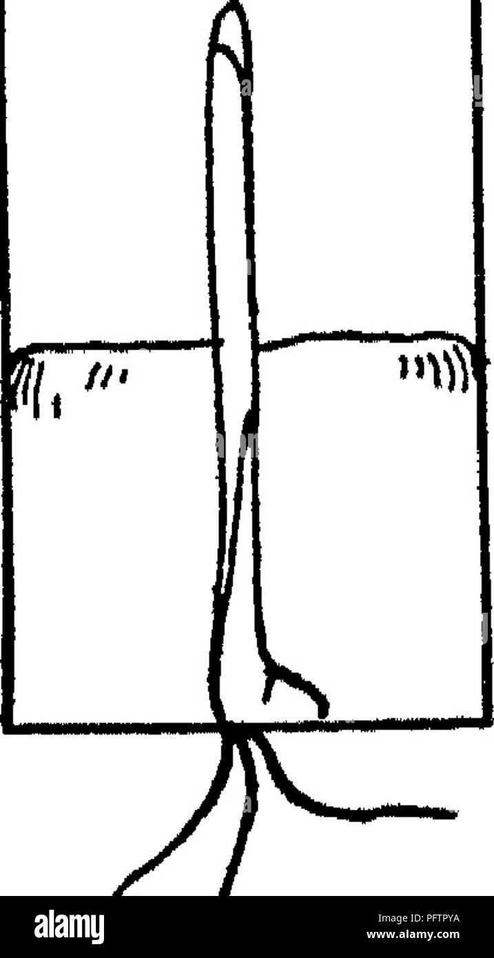 . Un manuale di laboratorio di suolo batteriologia. Microbiologia del suolo. V u- h7^ "&GT;i| /V. /A / I B ^ io ^ Fig. 13.-Apparecchiatura per la coltivazione di piantine privo di batteri. essere ripetuta due o tre volte fino a quando non vi è un tappo di cotone di 3 a s cm. circa il germoglio. Ora rimuovere il cilindro interno, un eccesso di cotone e aste di vetro.. Si prega di notare che queste immagini vengono estratte dalla pagina sottoposta a scansione di immagini che possono essere state migliorate digitalmente per la leggibilità - Colorazione e aspetto di queste illustrazioni potrebbero non perfettamente assomigliano al lavoro originale. Fred, Edwin Broun, 1887-1981. Philadelphia, Londra, W. B. SAU Foto Stock