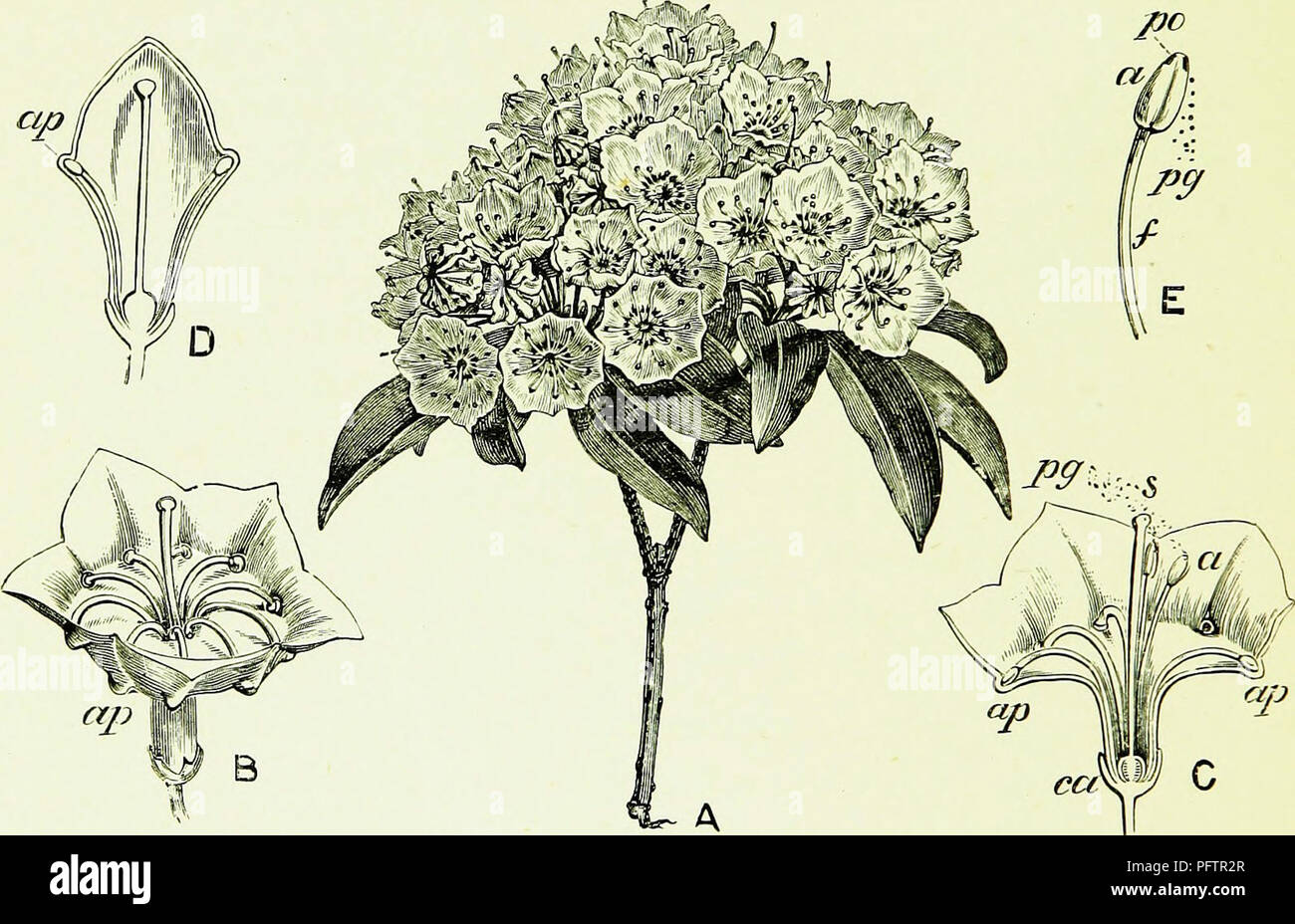. Api &AMP; l'apicoltura; scientifico e pratico. Un trattato completo sull'anatomia, fisiologia, relazioni floreali e proficua gestione dell'alveare bee. La cultura delle api; le api. 2go API E APICOLTURA. Lo stile e il polline {pg) uscirà da due pori (po, E), e così eventualmente produrre auto-fertilizzazione. Ma se un cerchio di ape sul parafango al di sopra del fiore, le gambe o sotto il lato dell'addome prima andrebbe a toccare lo stigma e ha fatto il visitatore portare polline, attraversando sarebbe il risultato. La linguetta, ora sensazione. Fig. 58.-Kalmia latifolia, ordinare Ericaceae. Una fioritura, Ramo. B, espansa F Foto Stock