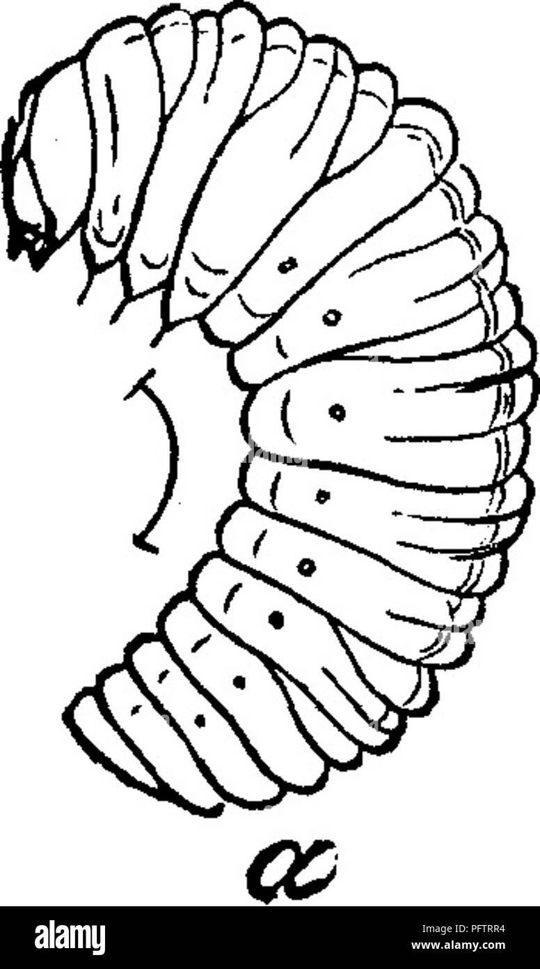 . Insetti dannosi per la frutta. Illustrato con quattro cento e quaranta legno-tagli. Pesti di insetto. casi di cui a. I canali formati mediante questo larva attraverso la corona e grandi radici della pianta presto farla appassire e morire; o, se sopravvive, di inviare fino indebolita e quasi germogli sterili. Questo insetto non limita la sua depredazioni alla fragola; la larva è anche trovato noiosa nella gara ramoscelli di pesco-tree e uccidere i boccioli di terminale. In Fig. 333 abbiamo una rappresentazione della larva e la tignola, sia della dimensione naturale e ingrandita, anche di un ferito peach-ramoscello. L'inse Foto Stock