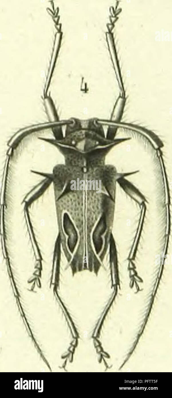 . Histoire Naturelle des insectes : generi des coleopteres, ou esporre methodique et critique de tous les genres propone jusqu'ici dans cet ordre d'insetti. Coleotteri. . Si prega di notare che queste immagini vengono estratte dalla pagina sottoposta a scansione di immagini che possono essere state migliorate digitalmente per la leggibilità - Colorazione e aspetto di queste illustrazioni potrebbero non perfettamente assomigliano al lavoro originale. Lacordaire, Theodore, 1801-1870; Chapuis, F. (Fe?licien), 1824-1879. Paris : Librairie Encyclopediaque de Roret Foto Stock