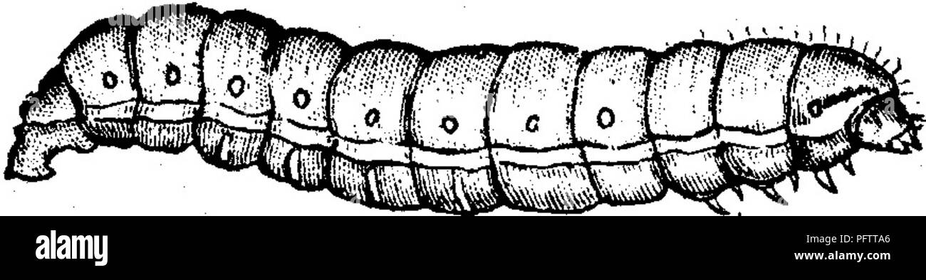 . Insetti dannosi per la frutta. Illustrato con quattro cento e quaranta legno-tagli. Pesti di insetto. numero di giunti nel le loro antenne : in imbricornis il maschio ha circa diciannove giunti e la femmina circa sedici, mentre in laticollis entrambi i sessi hanno dodici giunture di antenne. Qualsiasi rimedio Es^asures utile per una specie sarà ugualmente applicabile all'altro. No. 124.--Il vitigno Eoot-borer. jEgeriapoUstiformis Harris. Questa larva assomiglia a quello del pesco-tree borer, n. 97, per aspetto e abitudini, ma è un po' più grandi in dimensione. Il larv^ dei coleotteri Prionus hanno solo sei zampe, Foto Stock