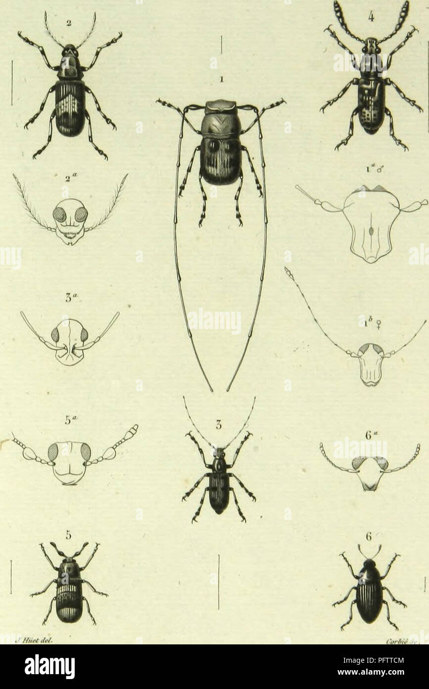 . Histoire Naturelle des insectes : generi des coleopteres, ou esporre methodique et critique de tous les genres propone jusqu'ici dans cet ordre d'insetti. Coleotteri. (Aléii/ilèr. ,1 lli,rt.lrl 1. l'i'OSl'oporllimiS Anivoti /Vonir, é •1. Ili(l&GT;risSllS Hrinirr Ihilim. 3. Apolei'la Nirtnm. Lac.(f 4 DaSVOOrVIUlS RkJilii. Lac o" 5. Ozolomerus maculoiiu. Pm-. tt. INolioXCnUS rufopiiMua Wi-llast.. Si prega di notare che queste immagini vengono estratte dalla pagina sottoposta a scansione di immagini che possono essere state migliorate digitalmente per la leggibilità - Colorazione e aspetto di queste illustrazioni potrebbero non perfettamente resemb Foto Stock
