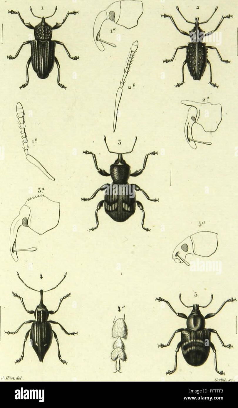 . Histoire Naturelle des insectes : generi des coleopteres, ou esporre methodique et critique de tous les genres propone jusqu'ici dans cet ordre d'insetti. Coleotteri. (Olco/iliTrj l'I.Unità organizzativa. 1 ()llÂ")l'hinus"seabpii-olliÂ" .Wi/i - J Aiiclioiius coriMilus ScUi. 3 ("volod'l-es Biulk'i A-lili mi SolcnorlÃ¹uus popin-r ,ii/iA :&GT; ll;i|ll(l|IUS llolirniiuÃ¹ .M. Si prega di notare che queste immagini vengono estratte dalla pagina sottoposta a scansione di immagini che possono essere state migliorate digitalmente per la leggibilità - Colorazione e aspetto di queste illustrazioni potrebbero non perfettamente assomigliano al lavoro originale. Lacordaire, Th Foto Stock