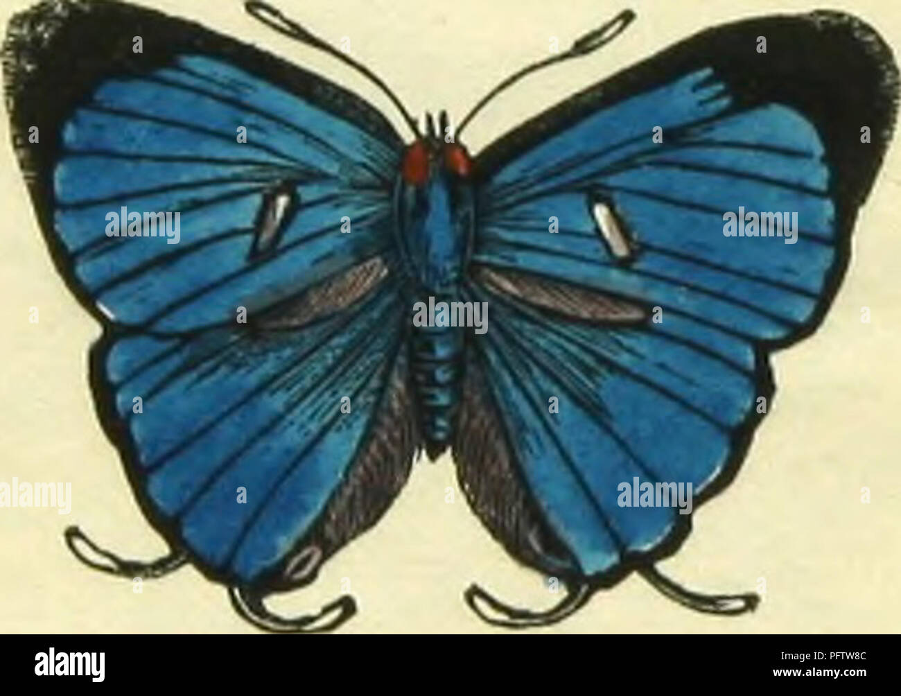 La farfalla Yidura (Papilio vidura) è originaria di Giava, dove si trova in habitat tropicali. Noto per la sua colorazione impressionante, è un membro del genere Papilio. Le ali delle farfalle mostrano motivi intricati e colori vivaci, che lo rendono un soggetto ricercato per gli studi entomologici e gli appassionati di farfalle. Foto Stock