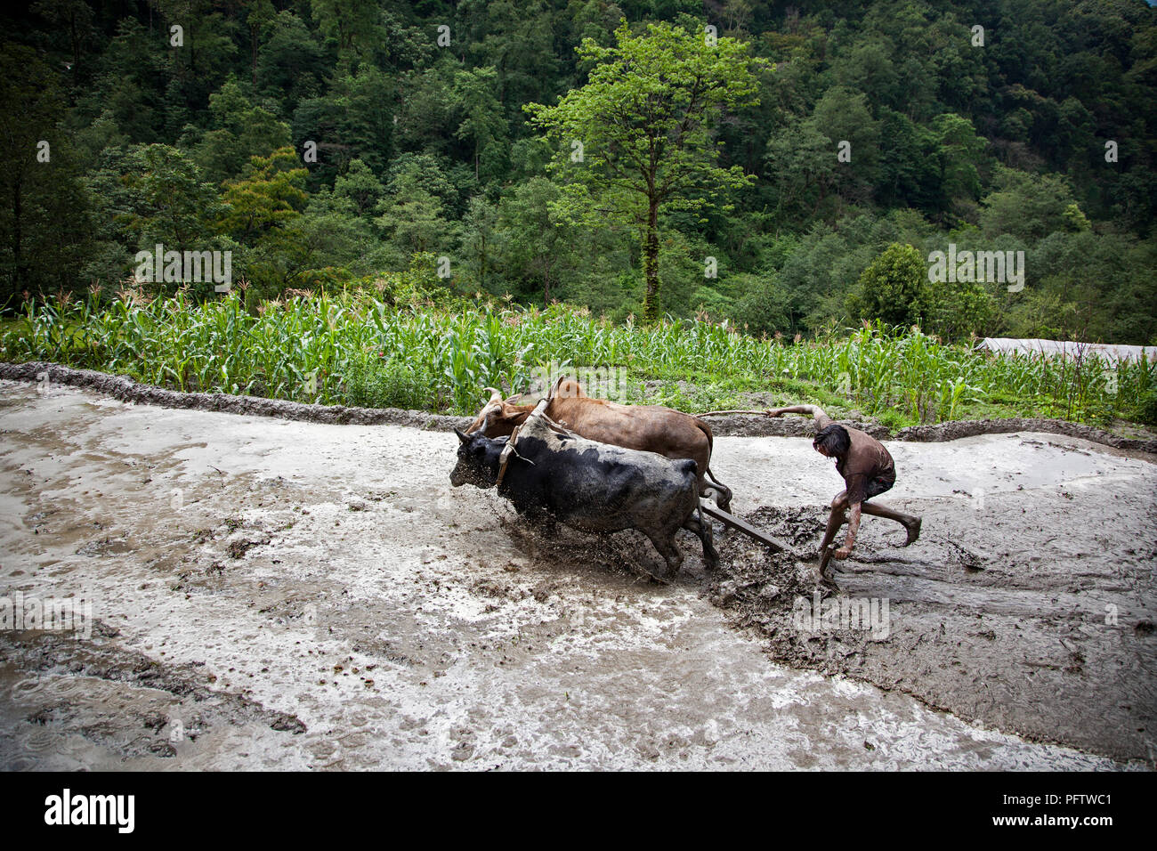 Ox giogo patch di aratura del riso. Birethanti. Annapurna trekking. Il Nepal Foto Stock