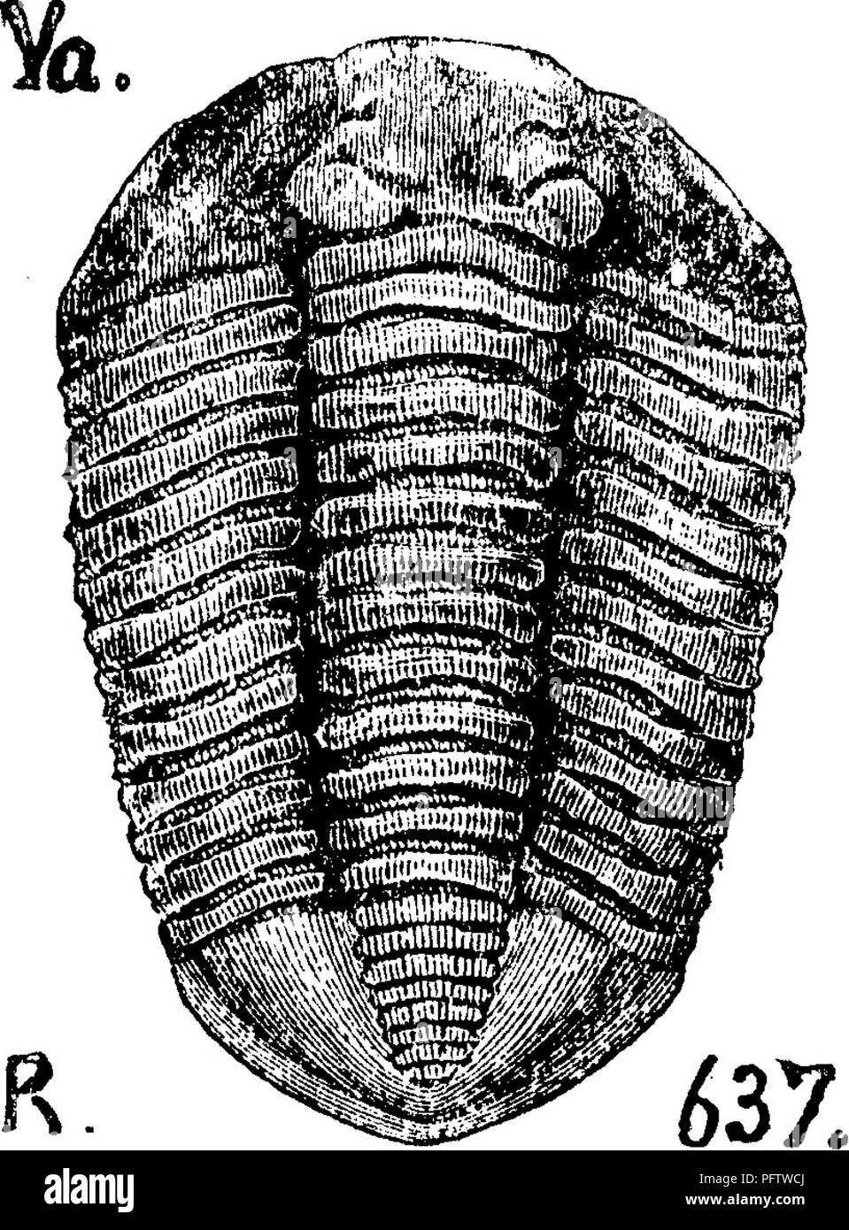 . Un dizionario dei fossili di Pennsylvania e gli Stati limitrofi denominato nelle relazioni e nei cataloghi del sondaggio ... Paleontologia. sequenza sopra il Trenton formazione (segnata dalla sua 6wn caratteristica fossili), underlaid da Ohazy Oalciferous e strati di calcare di diverse migliaia di metri di spessore. È quindi impossibile considerare questi trilobiti come appartenente alla camma- brian sistema.-IIG^ nullo). Calymene blumenbachii. Rogers, pagina 822; talvolta nella formazione di Clinton, con G. clintoni; oftener nella formazione del Niagara. La figura 47 prese da Davidson il grafico della British trilobiti.-7", F Foto Stock