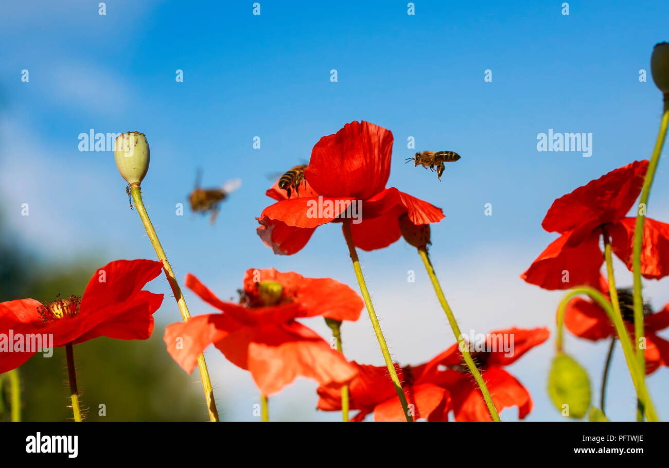 Estate naturale sfondo con poco miele api volare e raccolgono nettare rosso con bellissimi fiori di papavero in una limpida giornata con cielo blu Foto Stock