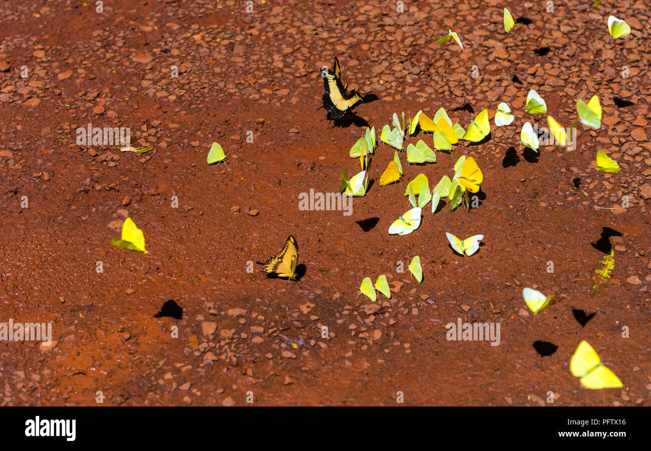 Gruppo di farfalle giallo sul terreno, la Garganta del Diablo, Brasile, Argentina Foto Stock