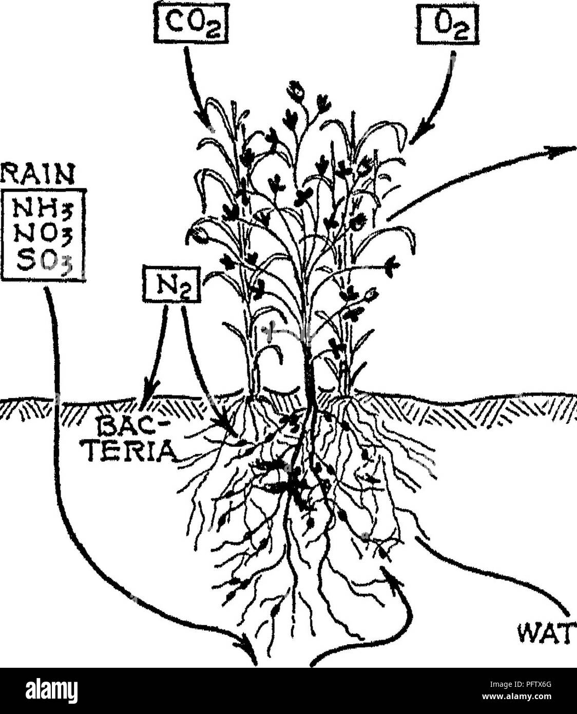 . La natura e le proprietà dei suoli; un collegio testo di edafologia. Suoli. Concime FAEM OOO Il lungo test condotti dalla Pennsylvania e Ohio ex- stazioni periment ^ hanno stabilito questo fatto. I seguenti dati dall'Illinois ^ può essere citata, confrontando la risposta di mais e avena quando concimato per la maggiore resa di clover ricevere lo stesso trattamento. (Vedere tabella CXXII, pagina 534.) raccolto. Gastronomia L0S5ES. Si prega di notare che queste immagini vengono estratte dalla pagina sottoposta a scansione di immagini che possono essere state migliorate digitalmente per la leggibilità - Colorazione e aspetto di queste illustrazioni potrebbero non perfetta Foto Stock