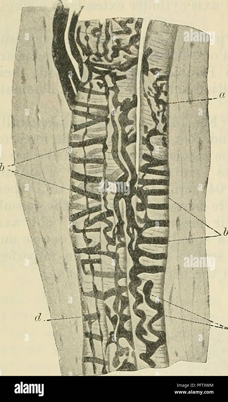 . Cunningham il libro di testo di anatomia. Anatomia. 866 terminazioni di NEEVES DI GENEEAL sensazioni. 1878. Essi consistono di mandrino lungo-corpi sagomati, e sono di solito si trova in prossimità delle giunzioni dei cavi con i loro muscoli. Ciascuno è circondato da una capsula che racchiude una serie di tendine intrafusal fasciculi. Il nervo-fibre di forare il lato della capsula e quindi perdere le loro guaine midollare; l'asse cilindri suddividere, e i loro rami terminali ramify tra, o parzialmente circondare, il tendine più piccoli fasci e fine nella piastra-come espansioni. (8) fusi neuromuscolari (Fig. 746).- questi sono wid Foto Stock