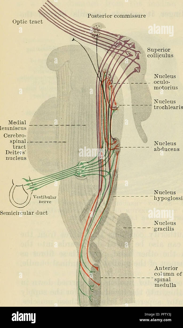 . Cunningham il libro di testo di anatomia. Anatomia. 590 il sistema nervoso. con quella parte dell'oculomotor nucleo da cui il nervo per il retto mediale del lato opposto deriva le sue fibre. Se questo punto di vista è corretto, esso permette di ottenere una pronta e semplice spiegazione anatomica dell'armoniosa azione del mediale e muscoli retti nel produrre movimenti dei due bulbi oculari contemporaneamente a destra e a sinistra. Dalle indagini di E. H. Fraser sembrerebbe che nessuna fibre dal nucleo abducens andare direttamente nel nervo oculomotor. Lo stesso osservatore ha dimostrato che molti Foto Stock