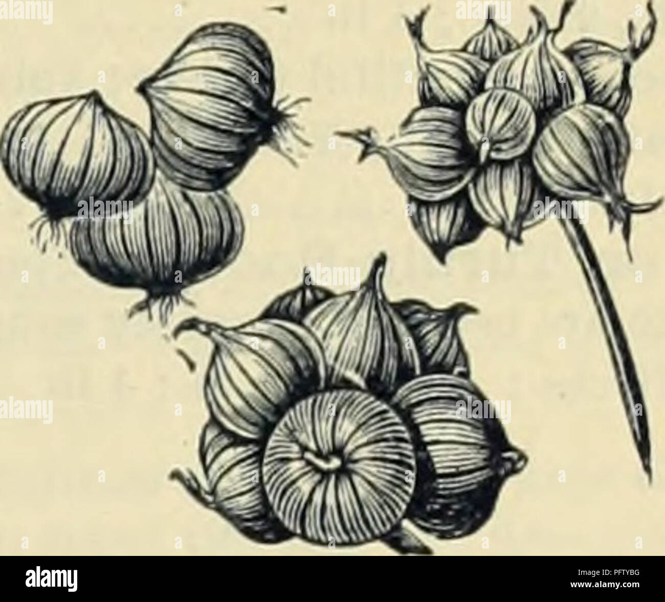 Questa guida presenta vari prodotti orticoli disponibili da Currie Bros. Nel 1888, tra cui semi per fiori, verdure e piante ornamentali. Comprende anche informazioni sulle attrezzature per il giardinaggio, come cesoie per potatura e supporti per piante, che enfatizzano gli strumenti per un giardinaggio efficace. Foto Stock Questa guida presenta vari prodotti orticoli disponibili da Currie Bros. Nel 1888, tra cui semi per fiori, verdure e piante ornamentali. Comprende anche informazioni sulle attrezzature per il giardinaggio, come cesoie per potatura e supporti per piante, che enfatizzano gli strumenti per un giardinaggio efficace. Foto Stock