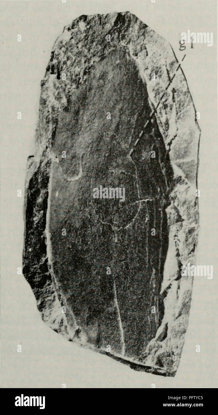 . Il Cyathaspididae; una famiglia di Silurian e jawless Devoniano vertebrati. Cyathaspididae. DENISON: IL CYATHASPIDIDAE 461. Fig. 160. Americaspis americana; scudo ventrale, CNHM, PF 3308 (X 3/2), mostrando una crescita anomala di linea (gl); fotografia è di impronta in gomma di nat- ural stampo. f o lle scudo era diventato il principale e strutturale unità di crescita dell'armatura, e avrebbe potuto essere realizzata solo dopo la crescita era stata com- pleted. Ciò è confermato da una sezione sottile di Allocryptaspis lati- costata (fig. 159,B); se questo campione (CNHM, 3737 PF) è di dimensioni per adulti, la sua protezione dorsale è costituito o Foto Stock