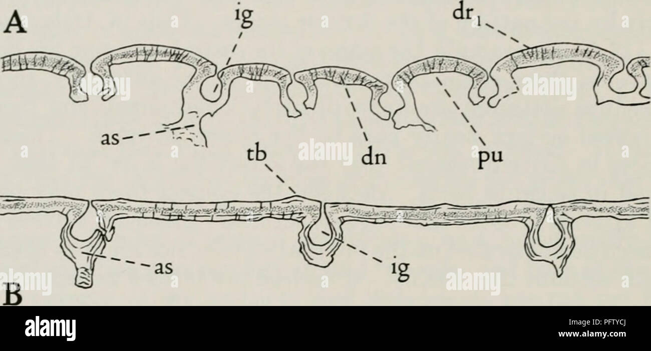 . Il Cyathaspididae; una famiglia di Silurian e jawless Devoniano vertebrati. Cyathaspididae. 460 FIELDIANA: geologia, volume 13 unità all interno delle aree che sono designate epitega, ma questo potrebbe non essere stato vero per strati più profondi. Questo modo di crescita è molto diversa da quella di Pycnaspis e da quella dedotta da Stensio per Tolypelepis.. Fig. 159. Sezioni trasversali di scudi dermica dei capretti cyathaspids (X 75). Un, Cyathaspis cfr acadica, CNHM, slitta 4028; B, Allocryptaspis laticostata, CNHM, slitta 4043. Come, aspidine; dn, dentina; dru grandi dentina elevata ridge; ig, groo intercostale Foto Stock