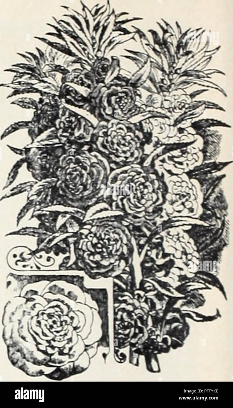 . Currie il sessantacinquesimo anno annuale del giardino. Semi di fiori di cataloghi; lampadine (piante) Semi cataloghi; semi di ortaggi cataloghi; Vivai (orticoltura) cataloghi; piante ornamentali, cataloghi; attrezzature da giardinaggio e i cataloghi dei materiali di consumo. Pizzo blu fiore Begonia BEGONIA BIANCHERIA DA LETTO QUEEN - Extra grande fioritura, rosa morbida e compatta. Pkf., 15c. Allegria natalizia - un luminoso crimson scarlet, eccessivamente bloomer libero. Splendido per il pot di cultura e forzando il Natale. Pkt., 25e. ERFORDIA-rosato brillante-CARMINE. Pkt., 20c. VERNON-Oronge-flusso carmlne- ers; profondo rosso il fogliame. Pkt., 10c. BEGONIA TUBEROSA LAMPADINE- Sm pagina 57. BROW Foto Stock