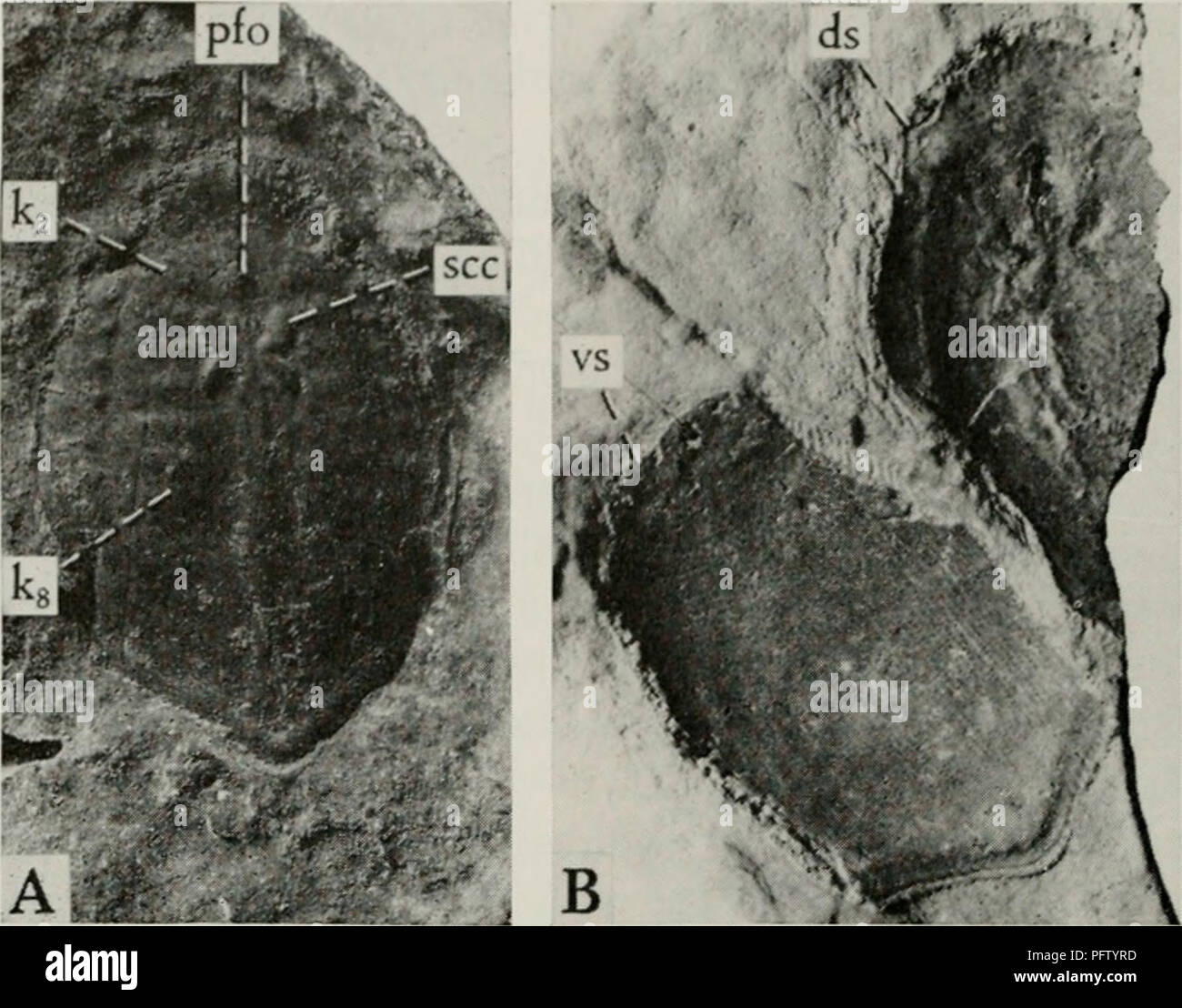 . Il Cyathaspididae; una famiglia di Silurian e jawless Devoniano vertebrati. Cyathaspididae. 432 FIELDIANA: geologia, volume 13. Fig. 151. Anglaspis expatriata (X 2). Un, impronta in gomma del tipo, il lato interno della protezione dorsale e il Museo Nazionale del Canada [0038; B, scudo ventrale e la parte di protezione dorsale, lati interni, CNHM, PF 3666. ds, protezione dorsale; k-.-^, impressioni di gill sacche; pfo, impressione di fossa per organo pineale; sec, impressioni dei canali semicircolari; vs, scudo ventrale. Di cui esemplari.-CNHM, PF 3665, una spianatura di protezione dorsale e scale, in controparte; PF 3666 (fig. 151,B), Foto Stock