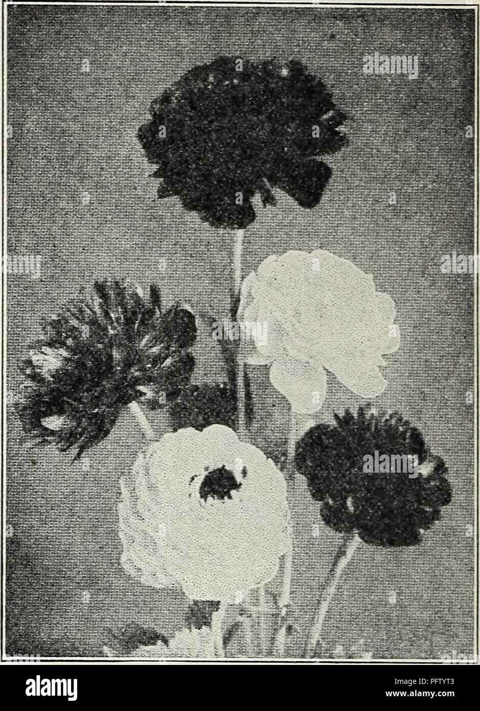 . Currie di bulbi e piante : autunno 1928. Semi di fiori di cataloghi; lampadine (piante) Semi cataloghi; Vivai (orticoltura) cataloghi; piante ornamentali, cataloghi. Uva giacinti (Hyacinthus muscari) Botryoides Blue - forme di piccole punte di profonda fiori blu" che assomiglia a un grappolo di uva. Perfettamente hardy. Dozzina, 40e; 100, $2.50. Scllla Siberica-estremamente attraente, bear- ing il loro ricco di fiori blu non appena la neve è scomparso. Essi pre- inviato un affascinante effetto cresciuto in masse in prato. Può essere coltivata in vasi di fiore per Natale. Dozzina, 65c j 100, $4,50 Campanulata (legno Giacinto) - Foto Stock