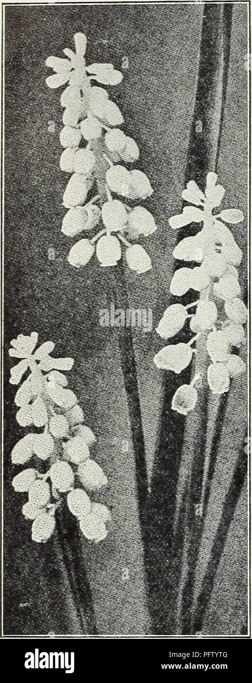 . Currie di bulbi e piante : autunno 1928. Semi di fiori di cataloghi; lampadine (piante) Semi cataloghi; Vivai (orticoltura) cataloghi; piante ornamentali, cataloghi. 14 A. Currie &AMP; Co., bulbi e piante. Uva giacinti (Hyacinthus muscari) Botryoides Blue - forme di piccole punte di profonda fiori blu" che assomiglia a un grappolo di uva. Perfettamente hardy. Dozzina, 40e; 100, $2.50. Scllla Siberica-estremamente attraente, bear- ing il loro ricco di fiori blu non appena la neve è scomparso. Essi pre- inviato un affascinante effetto cresciuto in masse in prato. Può essere coltivata in vasi di fiore per Natale. Dozzina, 65c Foto Stock