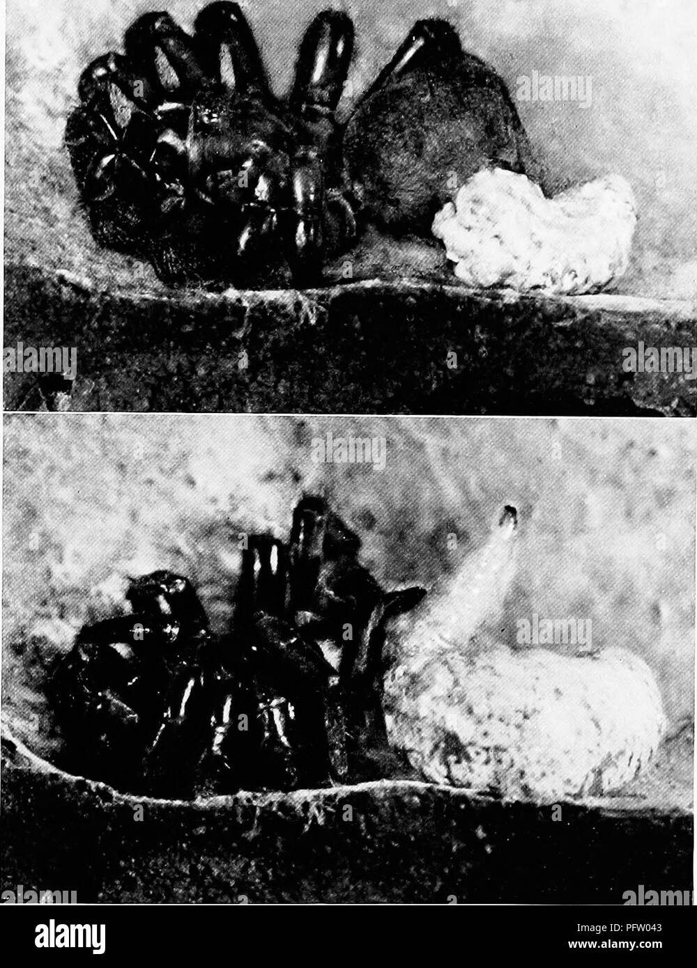 Questo articolo del National Geographic si concentra sull'affascinante trasformazione di una larva in una pupa e la pupa in una vespa. L'autore sottolinea il potere della fotografia nella documentazione della metamorfosi, illustrando come le immagini visive possano raccontare una storia meglio delle parole. Inoltre, descrive in dettaglio la configurazione della fotocamera dell'autore per l'acquisizione del processo. Foto Stock