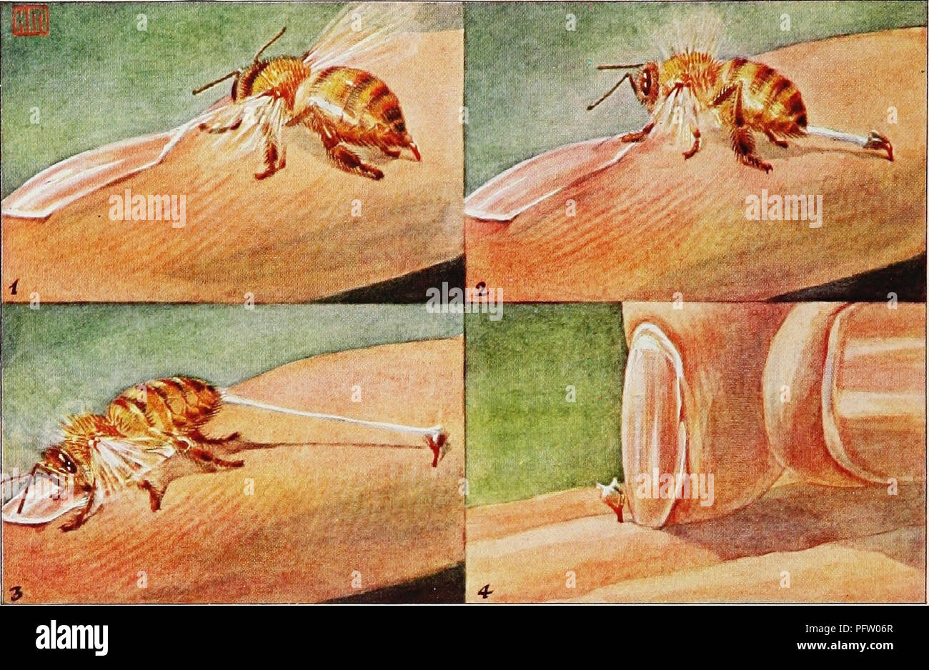 . [Articoli su uccelli da National Geographic Magazine]. Gli uccelli. Il National Geographic Magazine. Un pungiglione è peggio per lo STINGER rispetto il pungo la bee inserisce il suo piccolo arpione in tlie carne (1) così saldamente tliat quando si tenta di ritirarla (2 e 3), la lancia viene separata dal suo corpo, strappando i suoi delicati tessuti e uccidere i Bee. Dopo una punture d api, raschiare la battendo ancora stinger (4); tirandola costringe più veleno nella ferita.. Si prega di notare che queste immagini vengono estratte dalla pagina sottoposta a scansione di immagini che possono essere state migliorate digitalmente per la leggibilità - colorazione e appeara Foto Stock