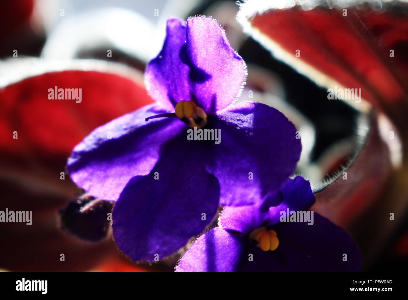 Close up di African Violet fiore in presenza di luce solare Foto Stock