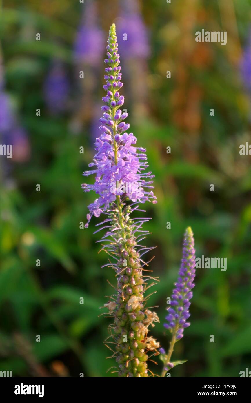 Bel prato fiore sul sunrise Foto Stock