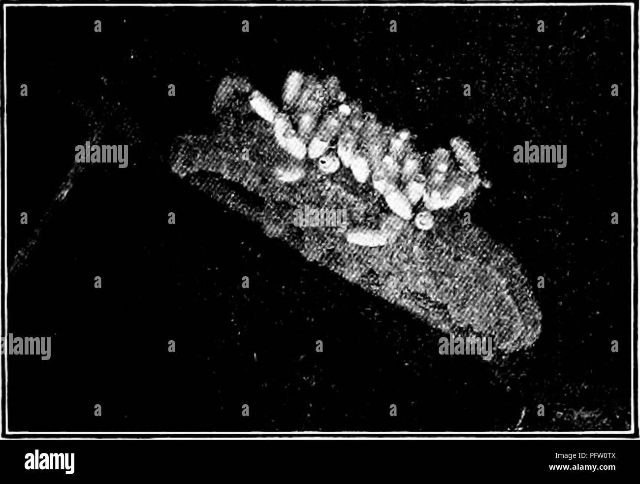 . Manuale di natura-studio per insegnanti e genitori, basato sulla natura di Cornell-studio di volantini. Lo studio della natura. Studio di insetto 345 2. È possibile trovare il bruco facilmente quando l'alimentazione? Perché non è cospicua quando sulla pianta? Di che cosa è questo uso per il bruco? 3. Nota il corno sulla fine del caterpillar. È dritto o arricciata? Lo è sulla estremità di testa? Di che colore sono? Pensi che sia di qualsiasi uso per il bruco? Pensi che sia un pungiglione? Se non vi è il clacson, esiste un occhio-spot sull'ultimo segmento? Di che colore sono? Si può pensare a un modo in cui questo occhio-spot protegge il Foto Stock