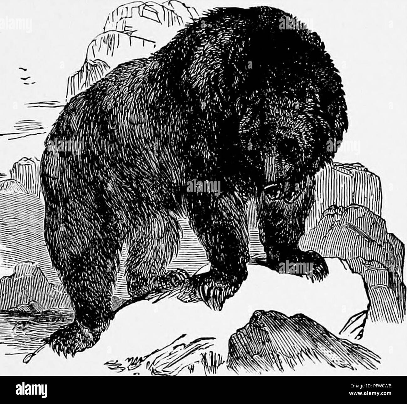 . Il popolare di storia naturale . Zoologia. L'Orso grizzly. 9K è sceso sotto la sua mano ; di conseguenza il valore della decorazione è quasi incalcolabile. Così in gran parte è questo marli di distinzione pregiato, che il governo indiano che ha raggiunto un tale dignità difficilmente può essere indotta a parte con il suo ornamento valutati da qualsiasi remunerazione che può essere offerto. Il colore dell'Orso grizzly è estremamente variabile, tanto, infatti, che alcuni zoologi hanno suggerito l'esistenza di due specie distinte. A volte il colore della pelliccia è un dullish brown, plentifully chiazzata con peli brizzolato e in altri Foto Stock