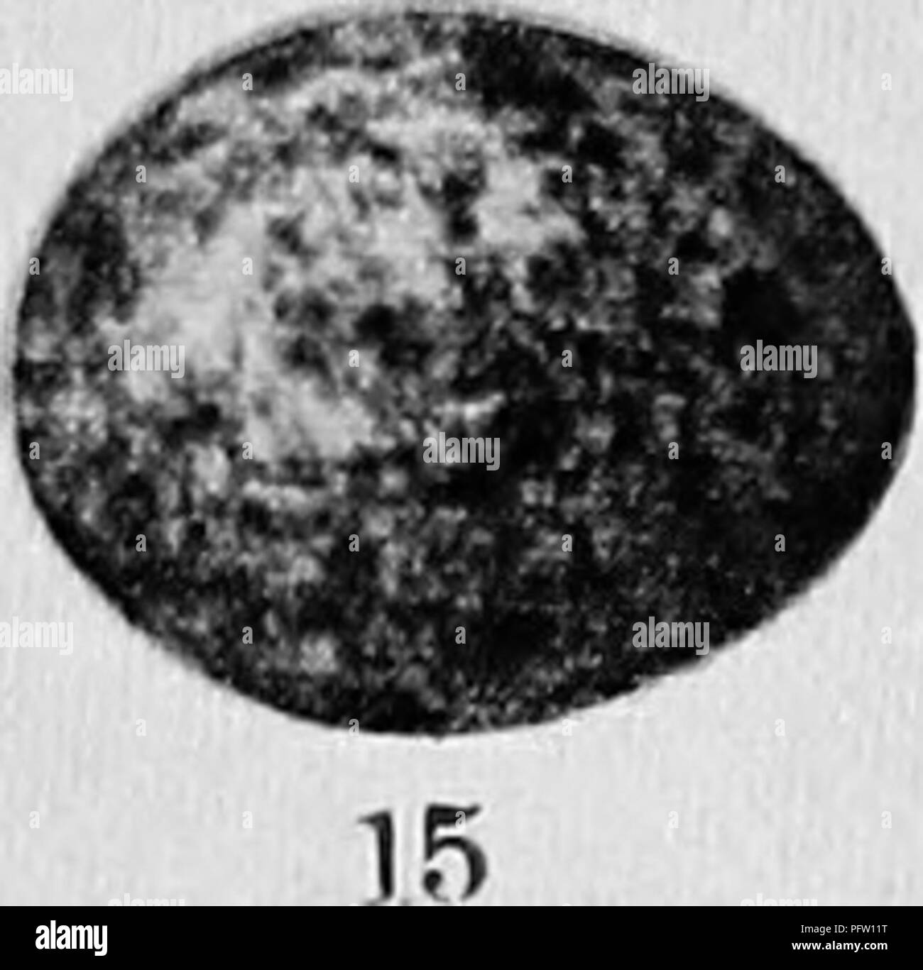 . Case di uccelli : i nidi e le uova e le abitudini di allevamento degli uccelli terrestri allevamento negli Stati Uniti orientali, con accenni sull allevamento e di fotografare gli uccelli giovani . Gli uccelli; uccelli. I'- ) 16 19 21 Bluebird. Crested Flycatcher. Carolina Wren bianco--breasted picchio muratore 0''chard Rigogolo. Bianco-eyed Vireo. Piastra C-uova comune. Meadovvhirk. Towhee. Rosso-winged Blackbird. Baltimore Rigogolo. Il Wilson's Tordo. 12. Forno-bird. 13. Louisiana acqua Tordo. 14. Ardesia junco colorati; Snowbird. 15. Swamp Sparrow. 16. Maryland giallo-gola. 17- bianco e nero trillo. 18. Casa Wren. iQ. Luisa. 20. A lungo bille Foto Stock