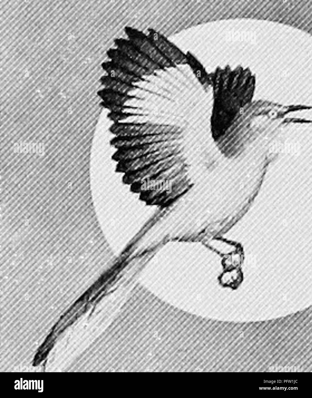 . Dove trovare uccelli e godere di storia naturale in Florida. Gli uccelli. , E LI' '^ "a promuovere la conservazione del Eagle utilizzando alcune di queste voci di Eagle per la vendita nel settore delle vendite e il reparto assistenza Audubon House EAGLE PIN (Peltro da Christina) $1.25 EAGLE BOLD TIE (Vari cavi di colore) L25 poster a colori stampa 50 TILE: Eagle sullo scudo 1,35 piastrella: Eagle in volo 1,35 articoli di cartoleria e carte per scatola Colonial Eagle Stationery, note o cartoline 1.00 American Eagle Notes 1.00 Unione note Eagle 1.00 BRIDGE TABLE COPERCHIO (Eagle Design) 3.50 carte da gioco (Eagle Design) 2,00 Punteggio ponte PAD (Eagle Design) 35 COLORE Foto Stock