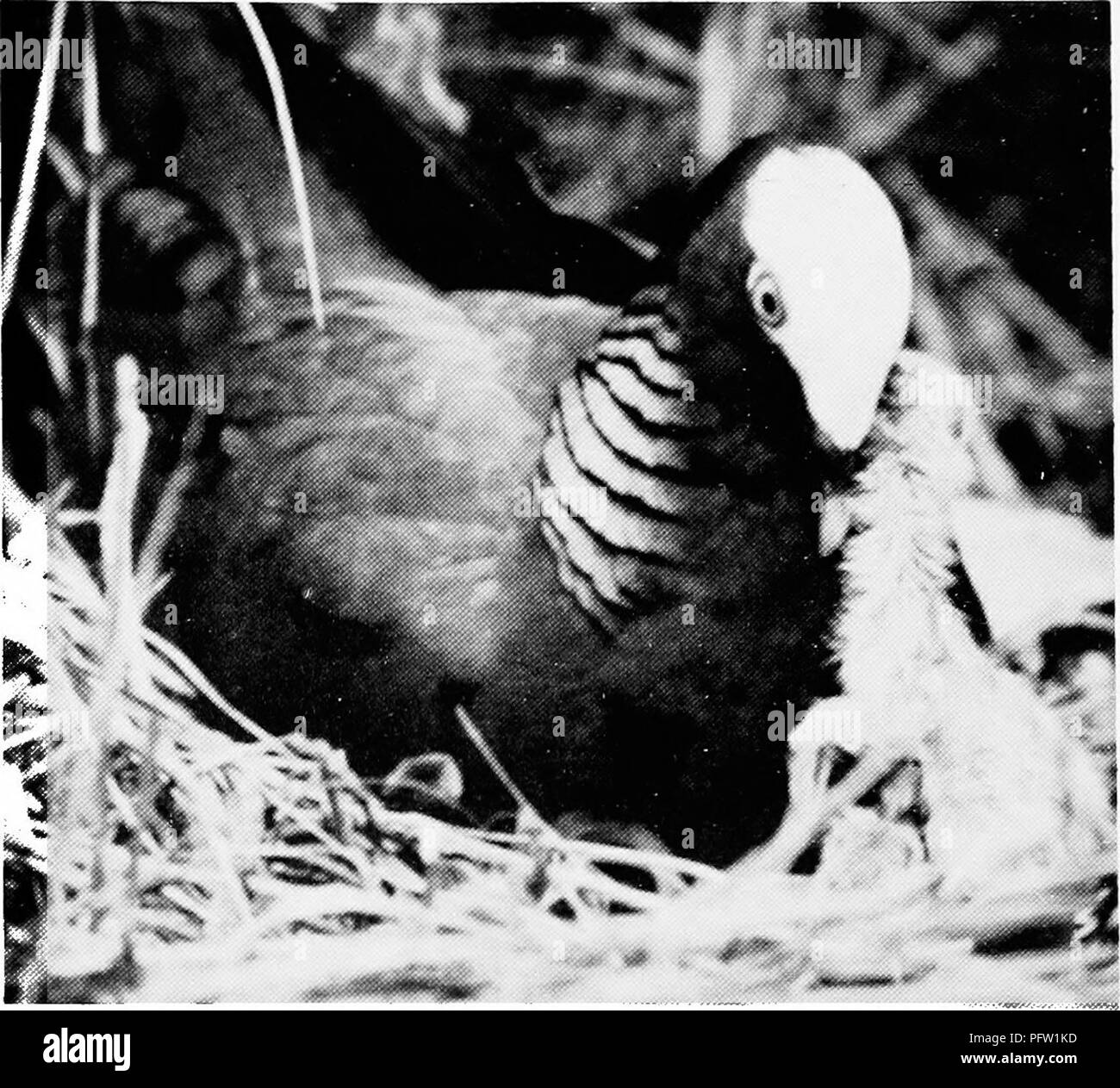 . Dove trovare uccelli e godere di storia naturale in Florida. Gli uccelli. SAMUEL A. GRIMES In estate si può vedere il grigio Kingbird in Florida e solo raramente si fa di questa specie di arrivare il più lontano a Nord come a Sud Carolina, a Flamingo, buona terra birding possono spesso essere trovati nelle mangrovie al campeggi. Due eccellenti birding zone sono chiuse al pubblico generale, ma birders può ottenere il permesso e le indicazioni per raggiungerli da un, ranger del parco. Questi sono Snake ansa e Bear Lake. Le strade di entrambe queste aree hanno buona terra birding, e il bianco- incoronato Piccione e Mangrove Cuckoo può spesso essere Foto Stock