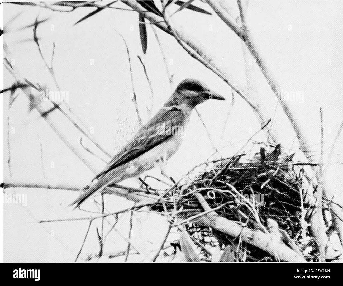 . Dove trovare uccelli e godere di storia naturale in Florida. Gli uccelli. SAMUEL A. GRIMES In estate si può vedere il grigio Kingbird in Florida e solo raramente si fa di questa specie di arrivare il più lontano a Nord come a Sud Carolina, a Flamingo, buona terra birding possono spesso essere trovati nelle mangrovie al campeggi. Due eccellenti birding zone sono chiuse al pubblico generale, ma birders può ottenere il permesso e le indicazioni per raggiungerli da un, ranger del parco. Questi sono Snake ansa e Bear Lake. Le strade di entrambe queste aree hanno buona terra birding, e il bianco- incoronato Piccione e Mangrove Cuckoo può spesso essere Foto Stock