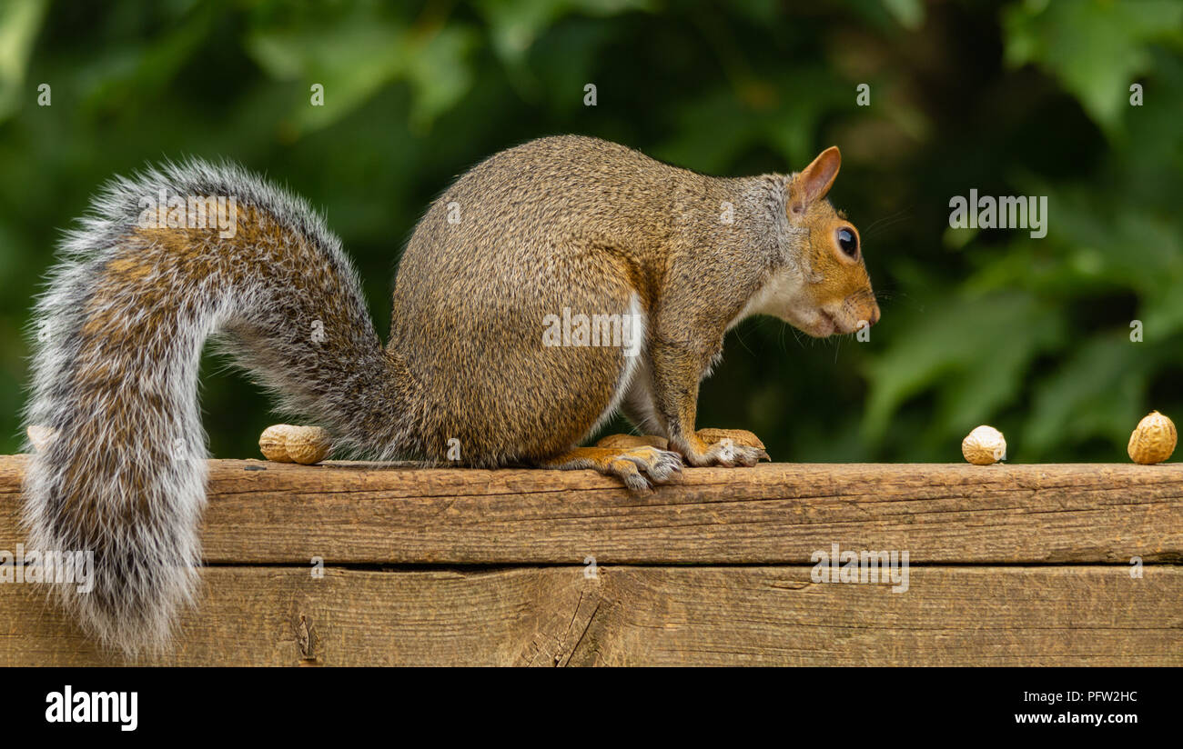 Profilo laterale di uno scoiattolo su un weathered legno deck ringhiera, occhiatura Arachidi in guscio sulla ringhiera, contro una sfocata fogliame verde dello sfondo. Foto Stock