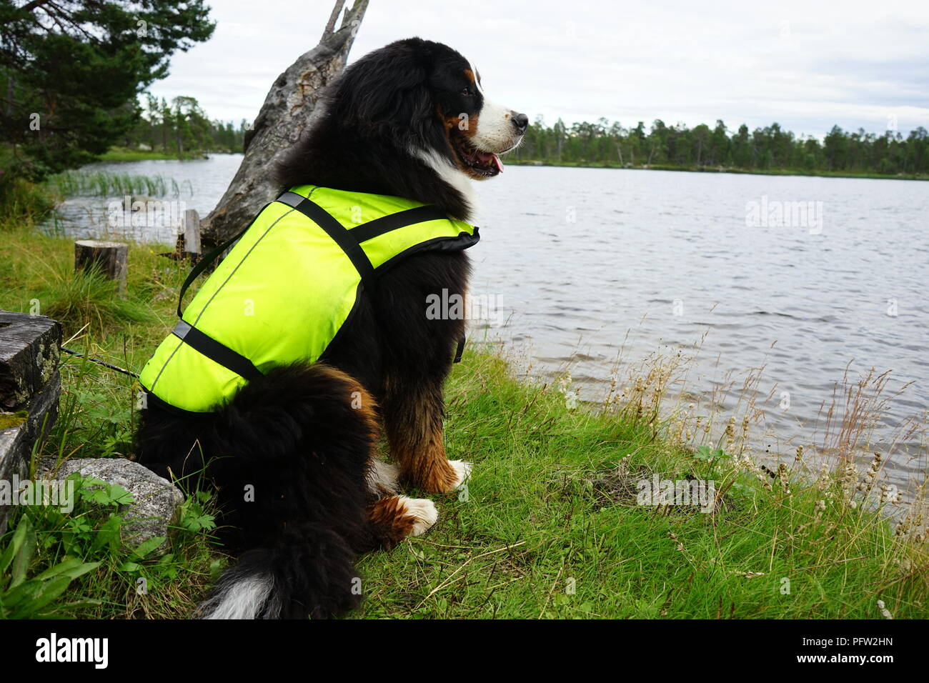 Bovaro del Bernese indossando un giallo life jacket seduta dal lago Inari in Lapponia, Finlandia Foto Stock