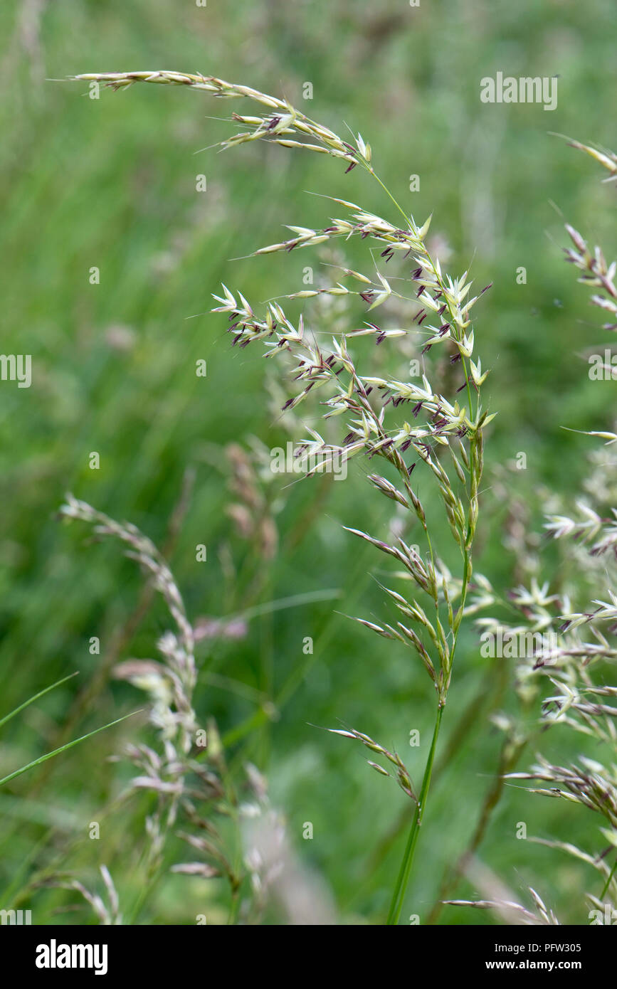 False oat-erba o cipolla lettino, Arrhenatherum elatius, fioritura spike su alti erba perenne, Berkshire, Giugno Foto Stock