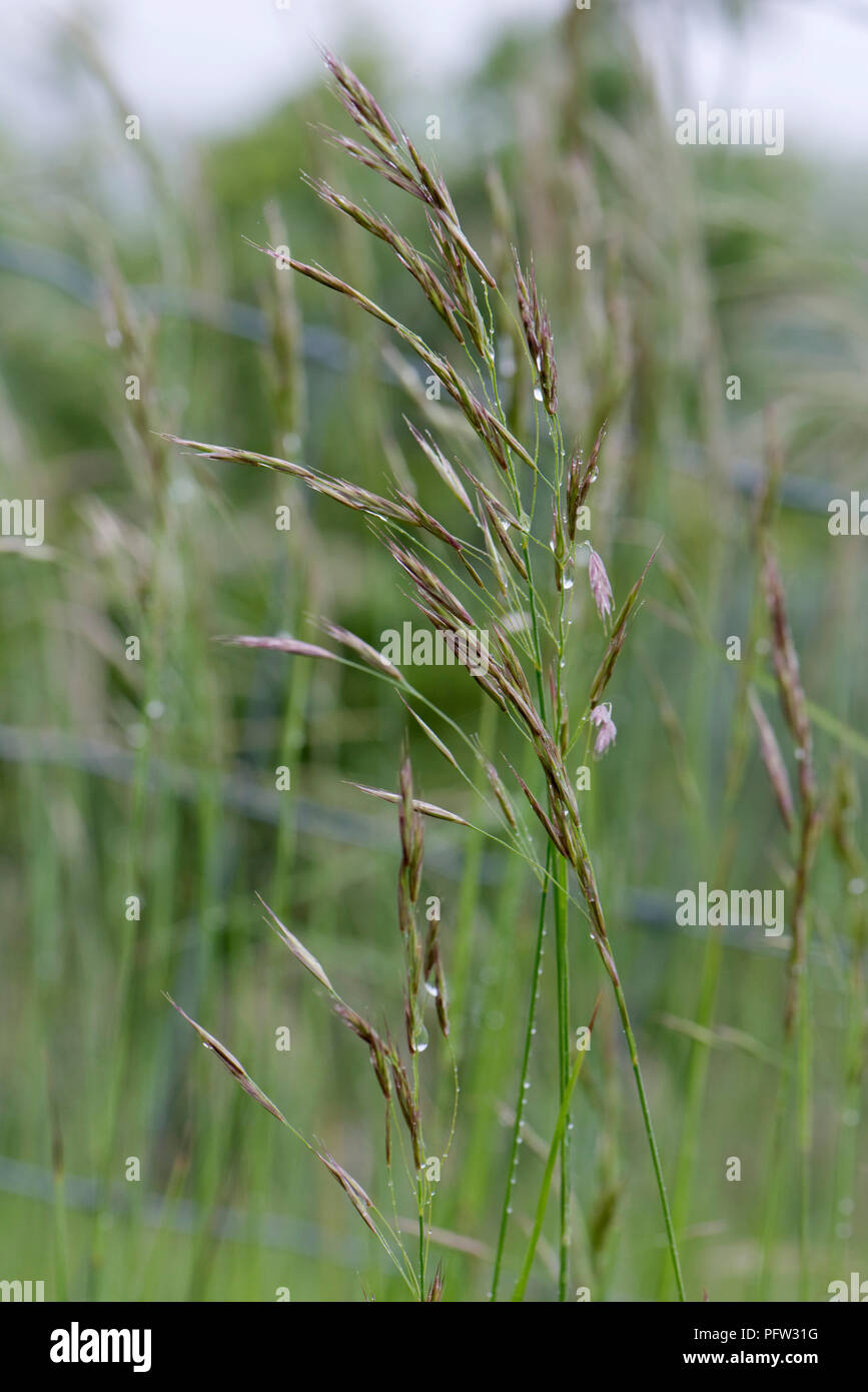 False oat-erba o cipolla lettino, Arrhenatherum elatius, fioritura spike su alti erba perenne, Berkshire, Giugno Foto Stock